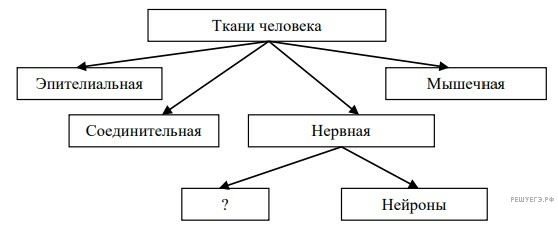 Используя предложенную схему. Схема классификации движущих сил эволюции. Рассмотрите предложенную схему классификации тканей человека.. Схемы,таблички типы экономического роста..