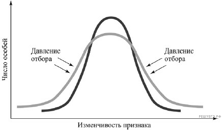 Рассмотрите схему проявления естественного отбора определите. Все виды отбор графики черно белые.